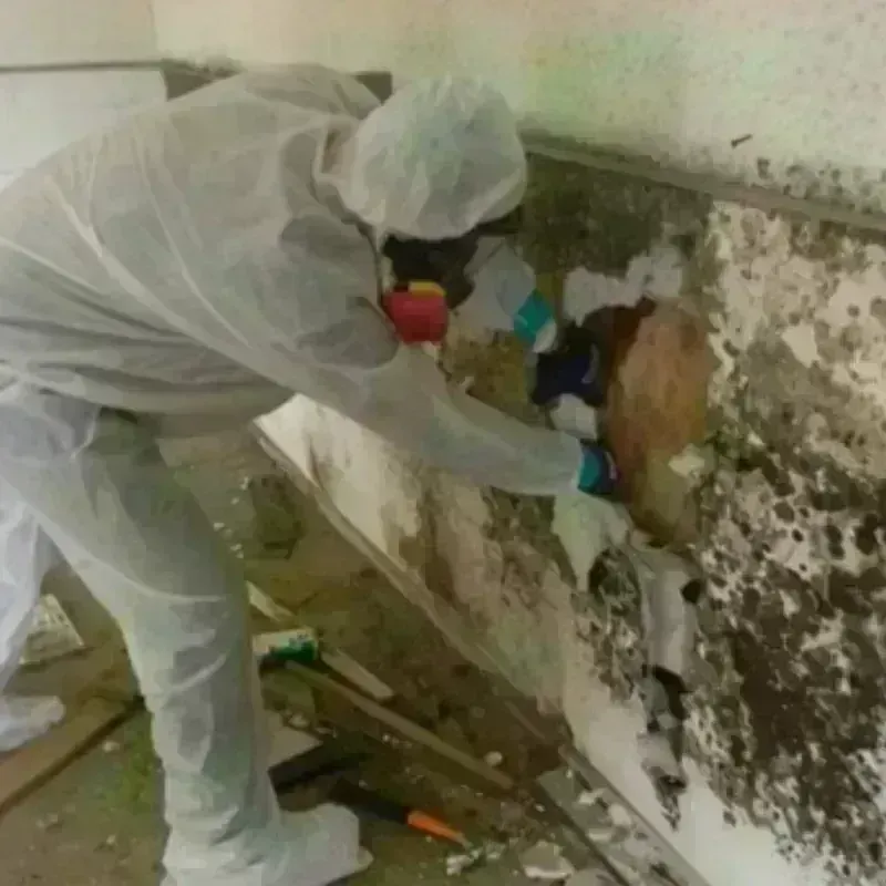 Mold Remediation and Removal in Ridgely, MD